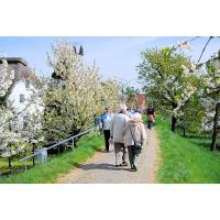 2700_2296 Spaziergänger auf dem Deich zur Obstblüte im Alten Land. | Fruehlingsfotos aus der Hansestadt Hamburg; Vol. 2